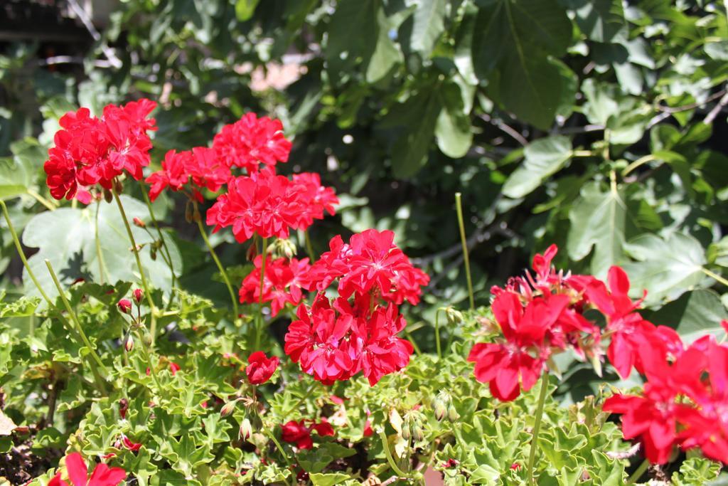 B&B Etna Akme Nicolosi Bilik gambar